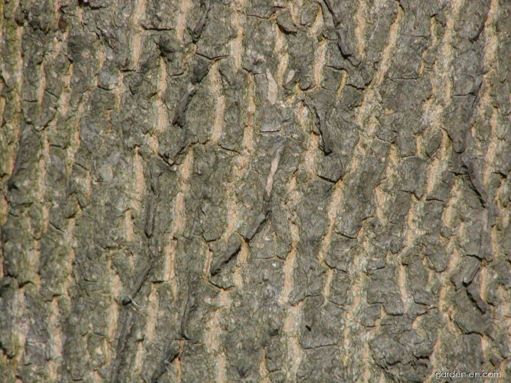 Acer campestre L. (Common maple) Acer campestre L. (Common maple)