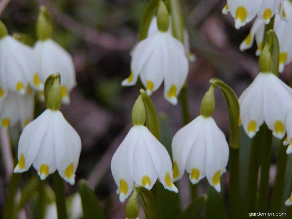 Leucojum vernum L. (spring snowflake) Leucojum vernum L. (spring snowflake)