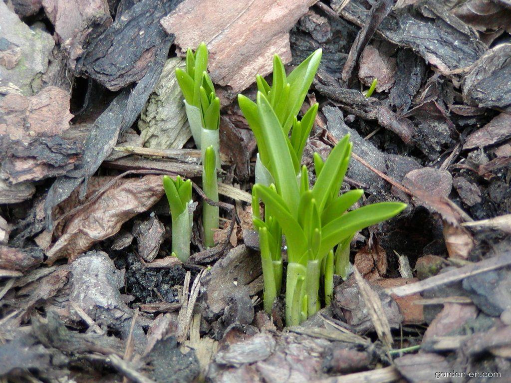 Leucojum vernum L. (spring snowflake) Leucojum vernum L. (spring snowflake)