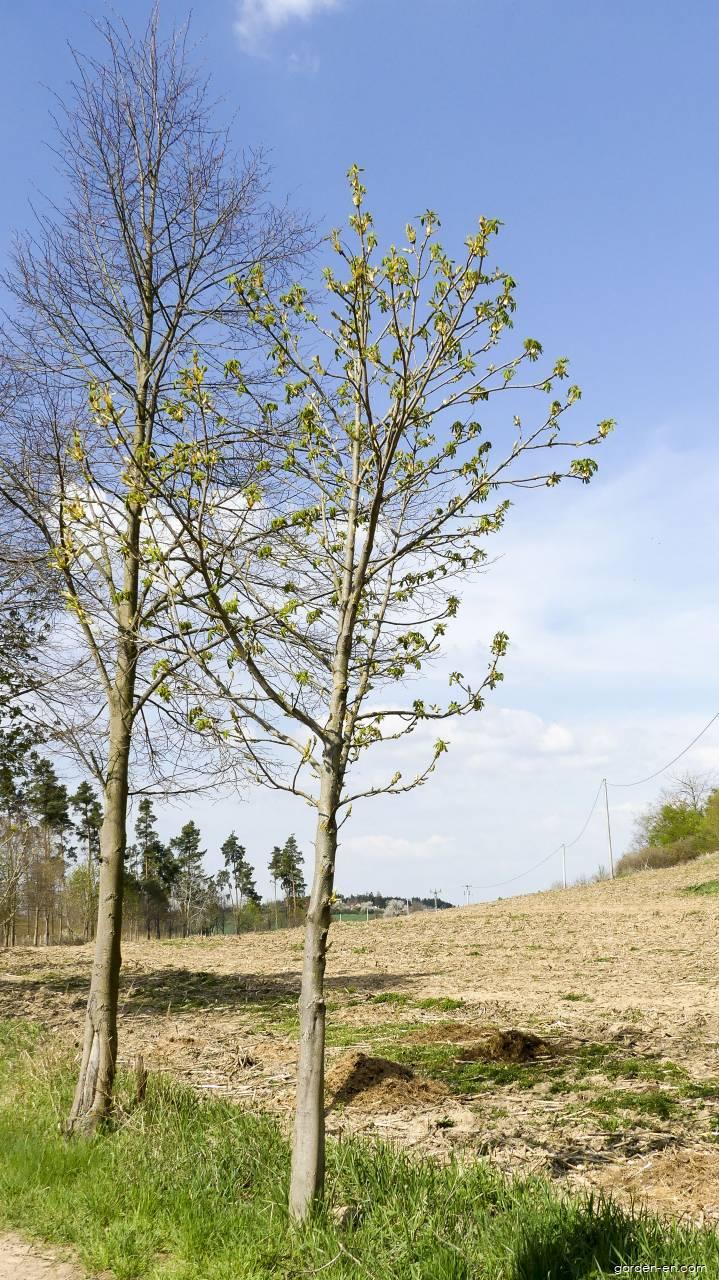 Aesculus hippocastanum L. (Horse-chestnut) Aesculus hippocastanum L. (Horse-chestnut)