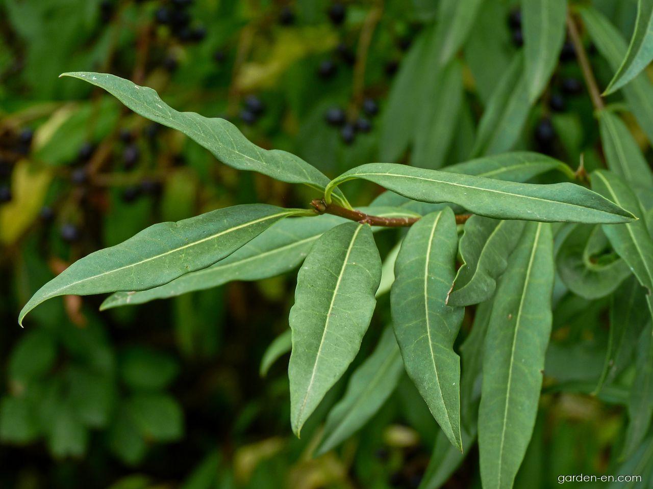 Ligustrum vulgare L. (European privet) Ligustrum vulgare L. (European privet)