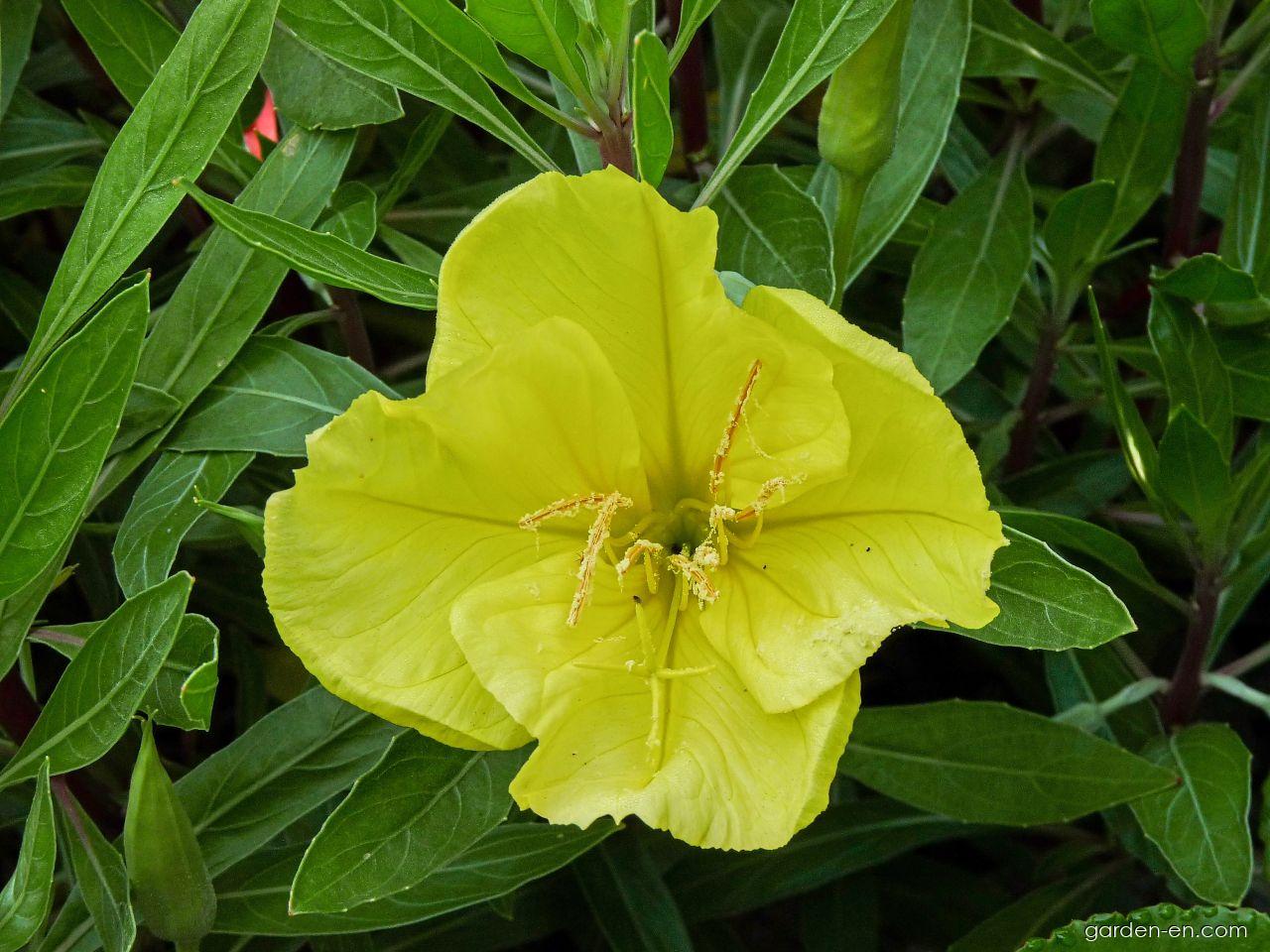 Oenothera missouriensis SIMS. (Ozark Sundrop) Oenothera missouriensis SIMS. (Ozark Sundrop)