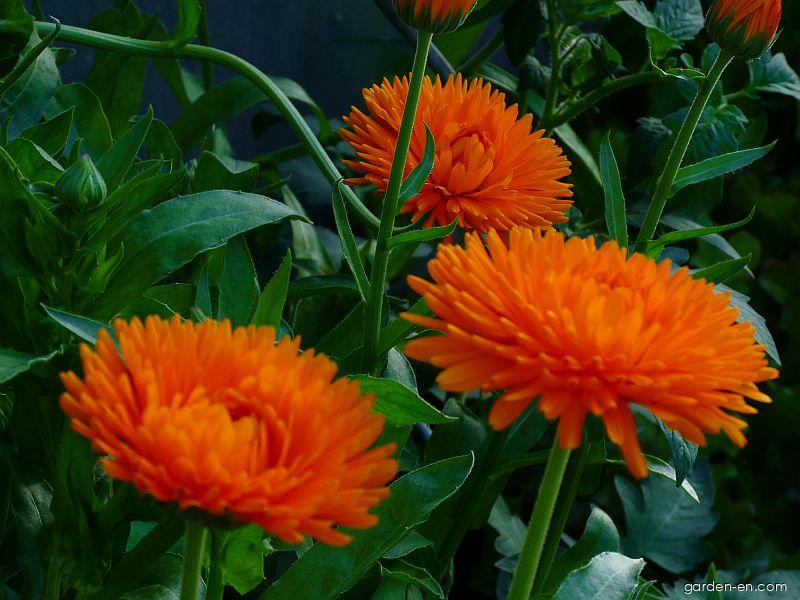 Calendula officinalis L. (pot marigold) Calendula officinalis L. (pot marigold)
