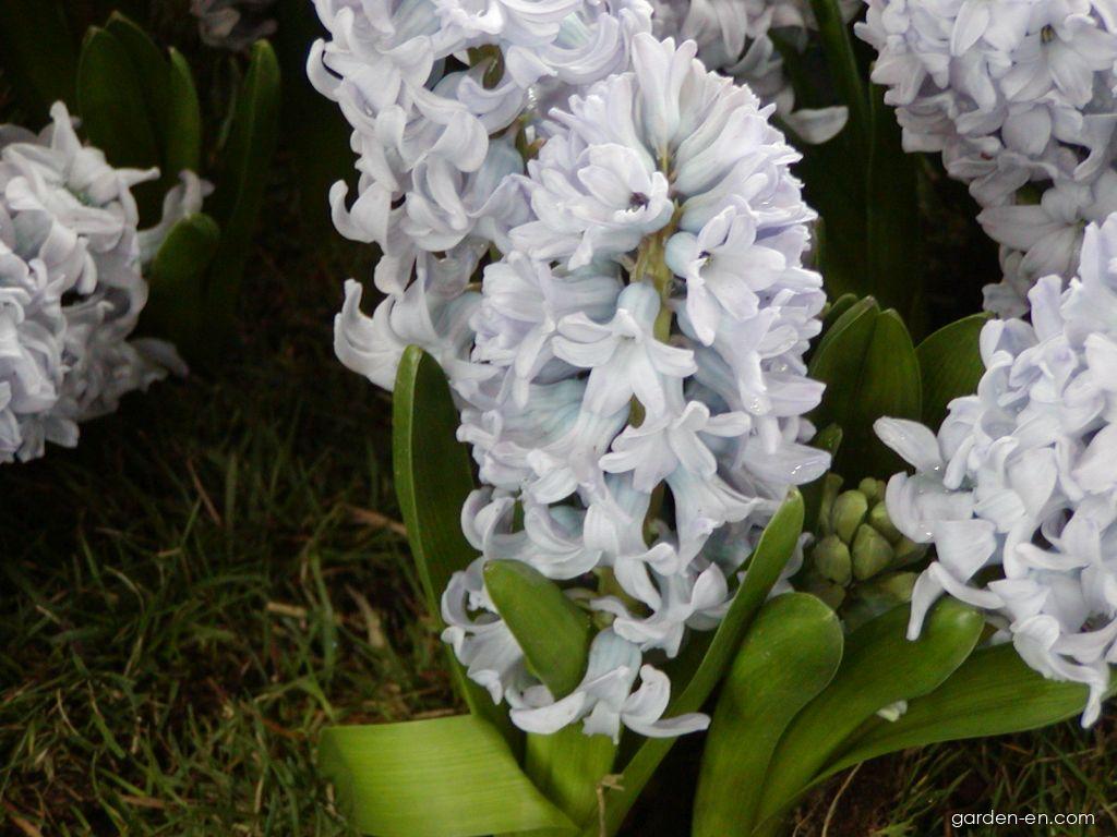 Hyacinthus orientalis L. (Common Hyacinth) Hyacinthus orientalis L. (Common Hyacinth)