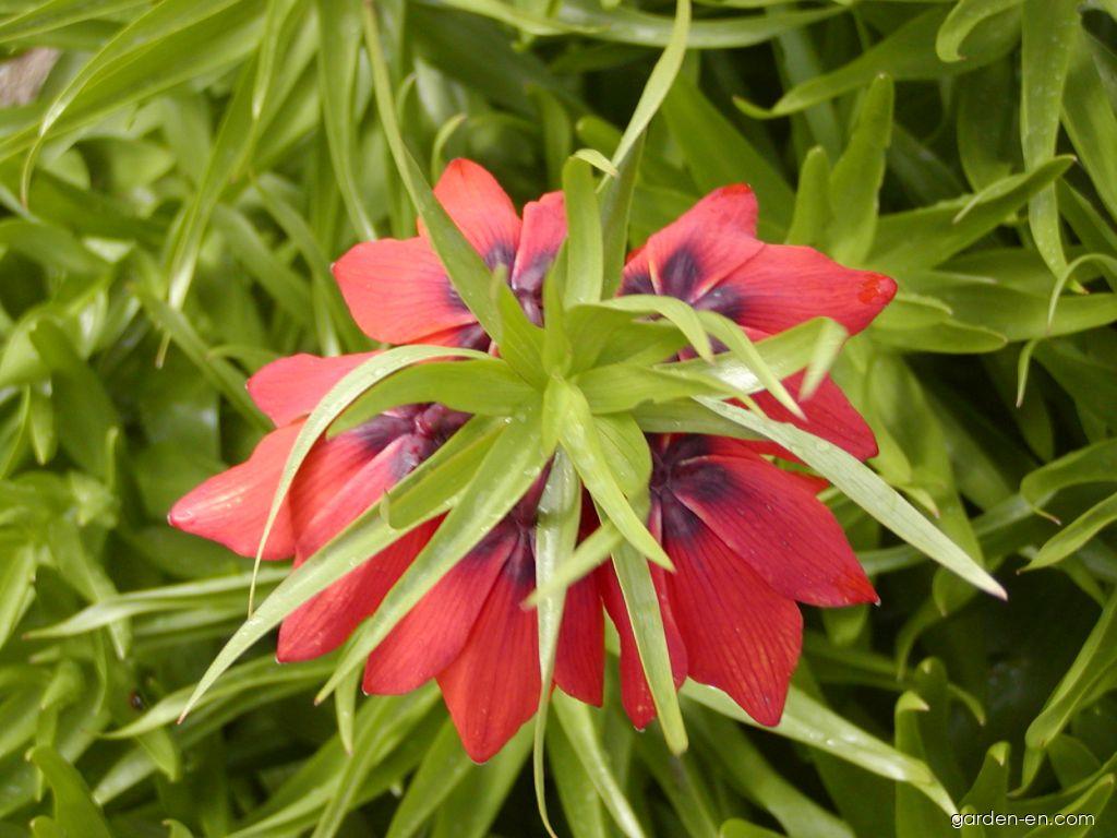 Fritillaria imperialis L. (Imperial Fritillary) Fritillaria imperialis L. (Imperial Fritillary)