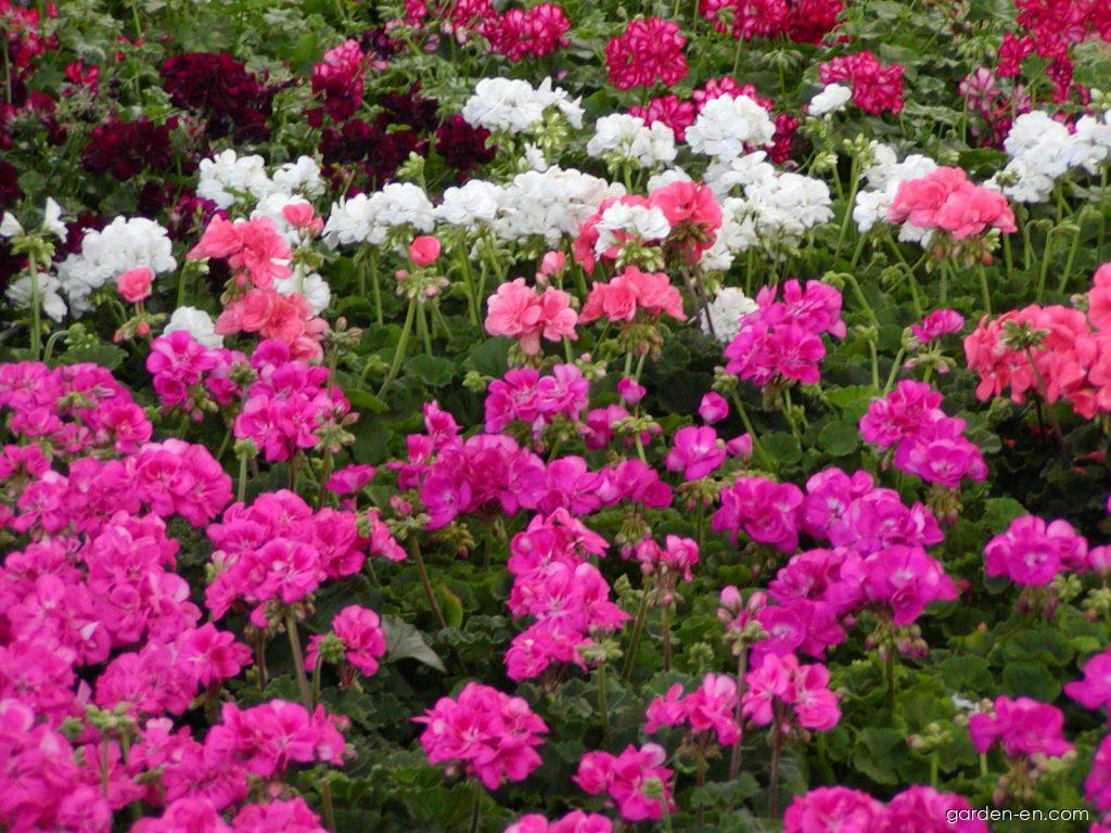 Pelargonium zonale (Garden geranium) Pelargonium zonale (Garden geranium)