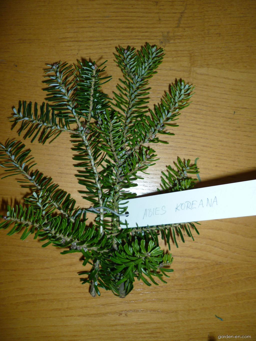 Abies koreana WILS. (Korean fir) Abies koreana WILS. (Korean fir)