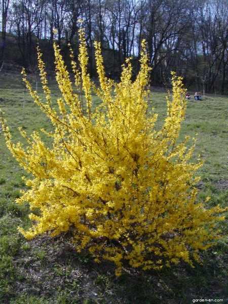 Zlatice Previsla Forsythia Suspensa Garden En Com