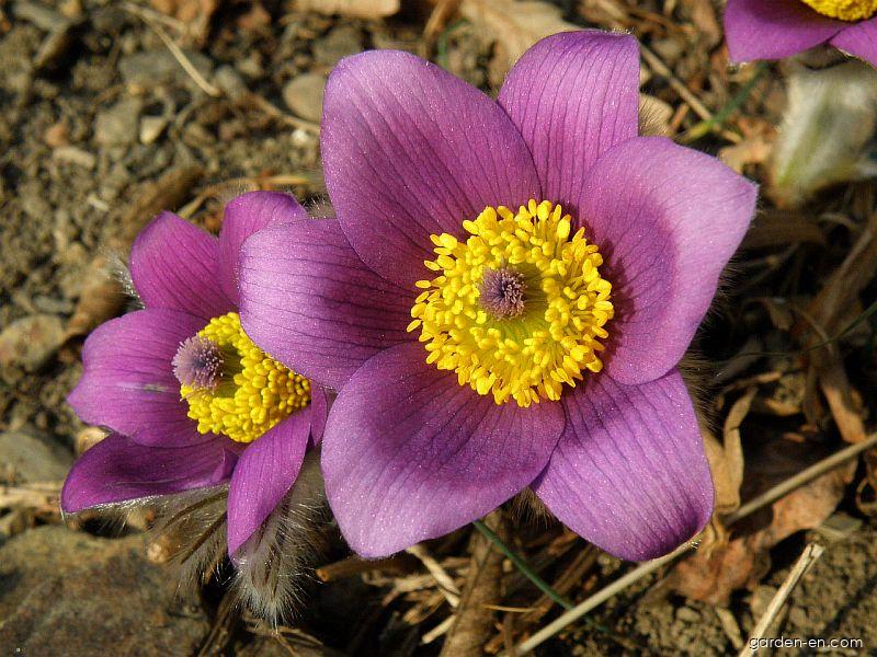 Pulsatilla grandis Wender. (Greater Pasque Flower) Pulsatilla grandis Wender. (Greater Pasque Flower)