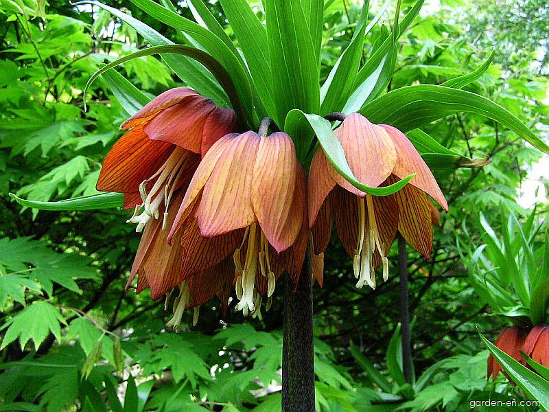Fritillaria imperialis L. (Imperial Fritillary) Fritillaria imperialis L. (Imperial Fritillary)