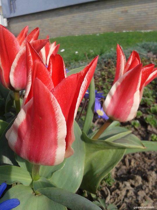 Tulipa greigii Pinocchio (Greigii Tulip) Tulipa greigii Pinocchio (Greigii Tulip)