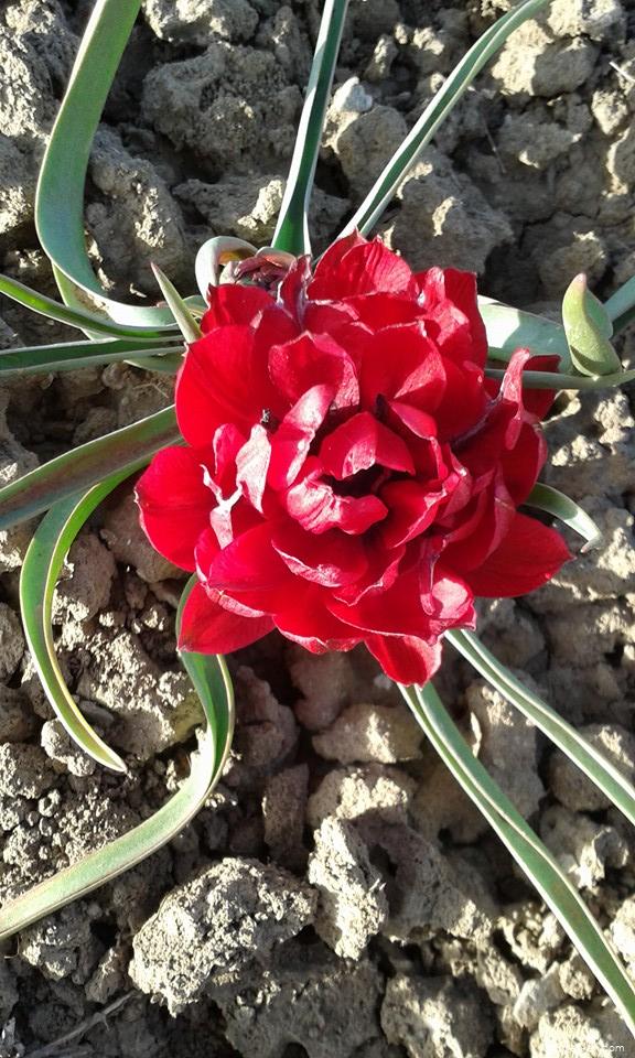 Tulipa humilis var. pulchella Tete a Tete (Tulip) Tulipa humilis var. pulchella Tete a Tete (Tulip)