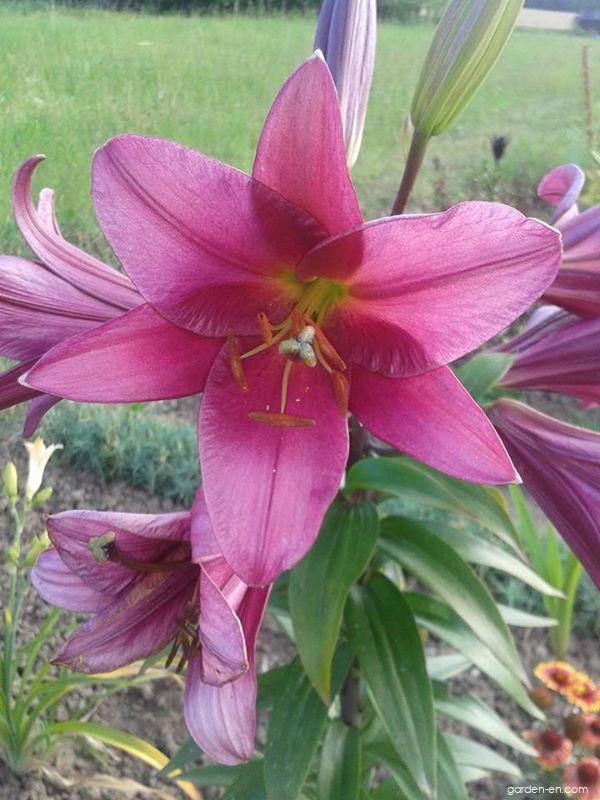 Lilium x hybridum Purple Prince (Lily) Lilium x hybridum Purple Prince (Lily)