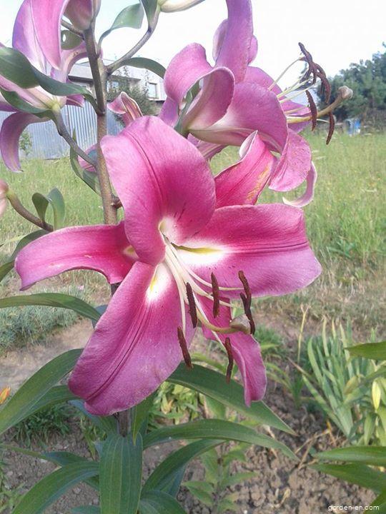 Lilium x hybridum Robina (Lily) Lilium x hybridum Robina (Lily)