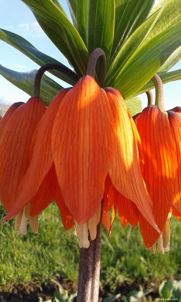 Fritillaria imperialis L. (Imperial Fritillary) Fritillaria imperialis L. (Imperial Fritillary)