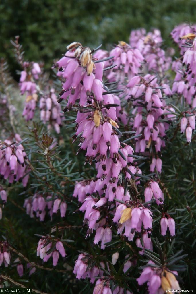 Erica carnea L. (Winter Heath) Erica carnea L. (Winter Heath)