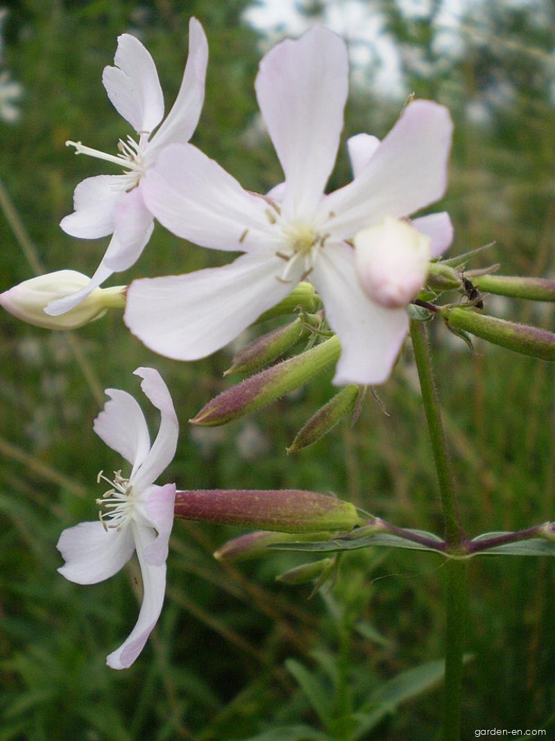 Saponaria officinalis L. (Soapwort) Saponaria officinalis L. (Soapwort)