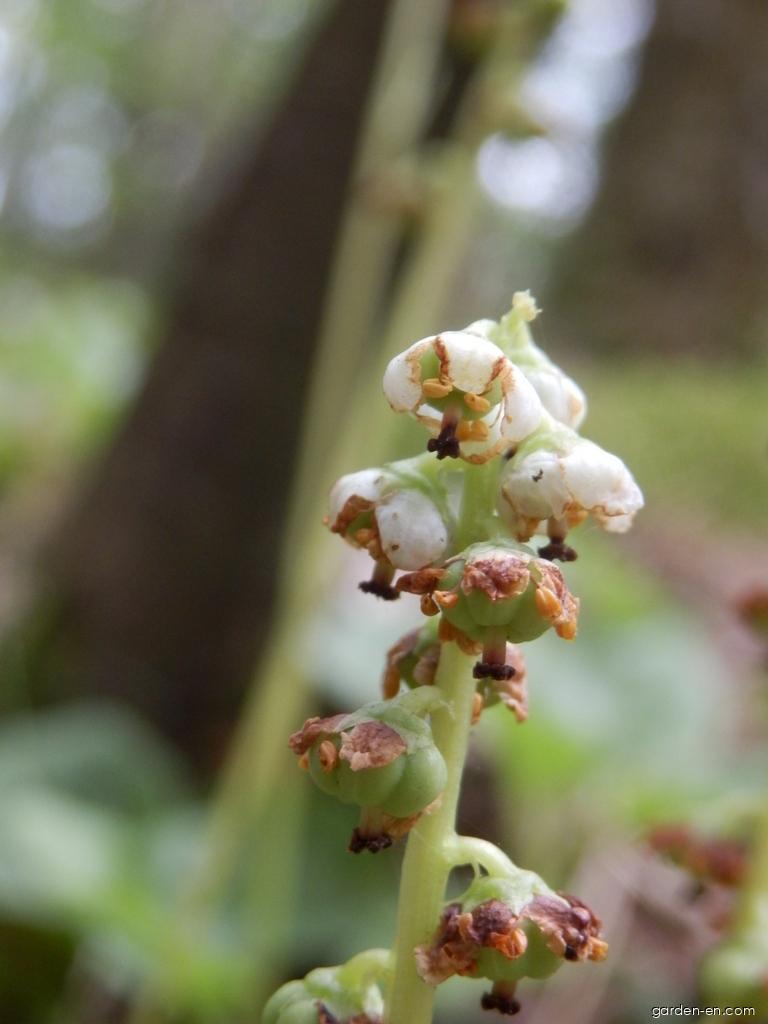 Pyrola minor L. (Common Wintergreen) Pyrola minor L. (Common Wintergreen)