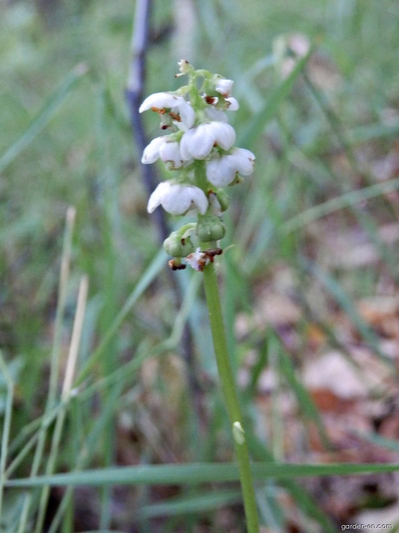 Pyrola minor L. (Common Wintergreen) Pyrola minor L. (Common Wintergreen)
