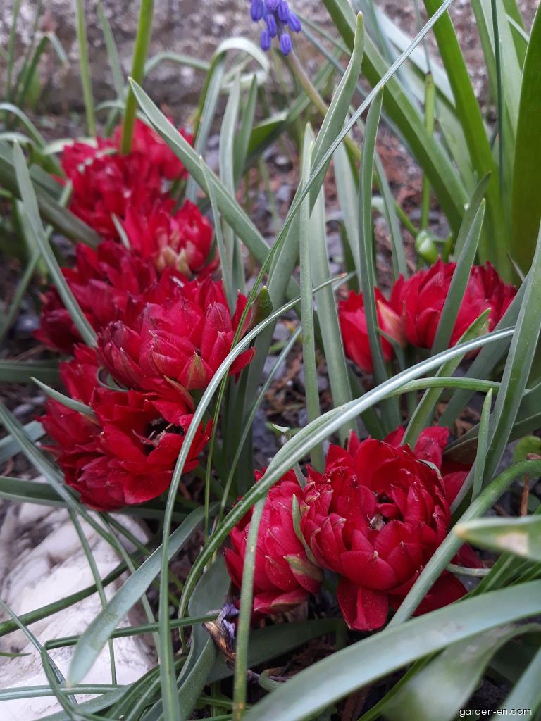 Tulipa humilis var. pulchella Tete a Tete (Tulip) Tulipa humilis var. pulchella Tete a Tete (Tulip)