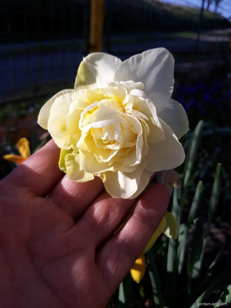 Narcissus Calgary (Daffodil) Narcissus Calgary (Daffodil)
