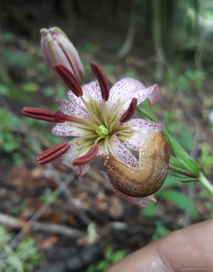 Lilium martagon L. (Martagon lily) Lilium martagon L. (Martagon lily)