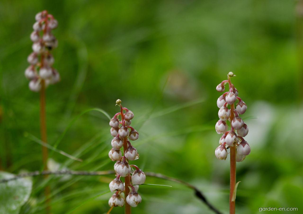 Pyrola minor L. (Common Wintergreen) Pyrola minor L. (Common Wintergreen)