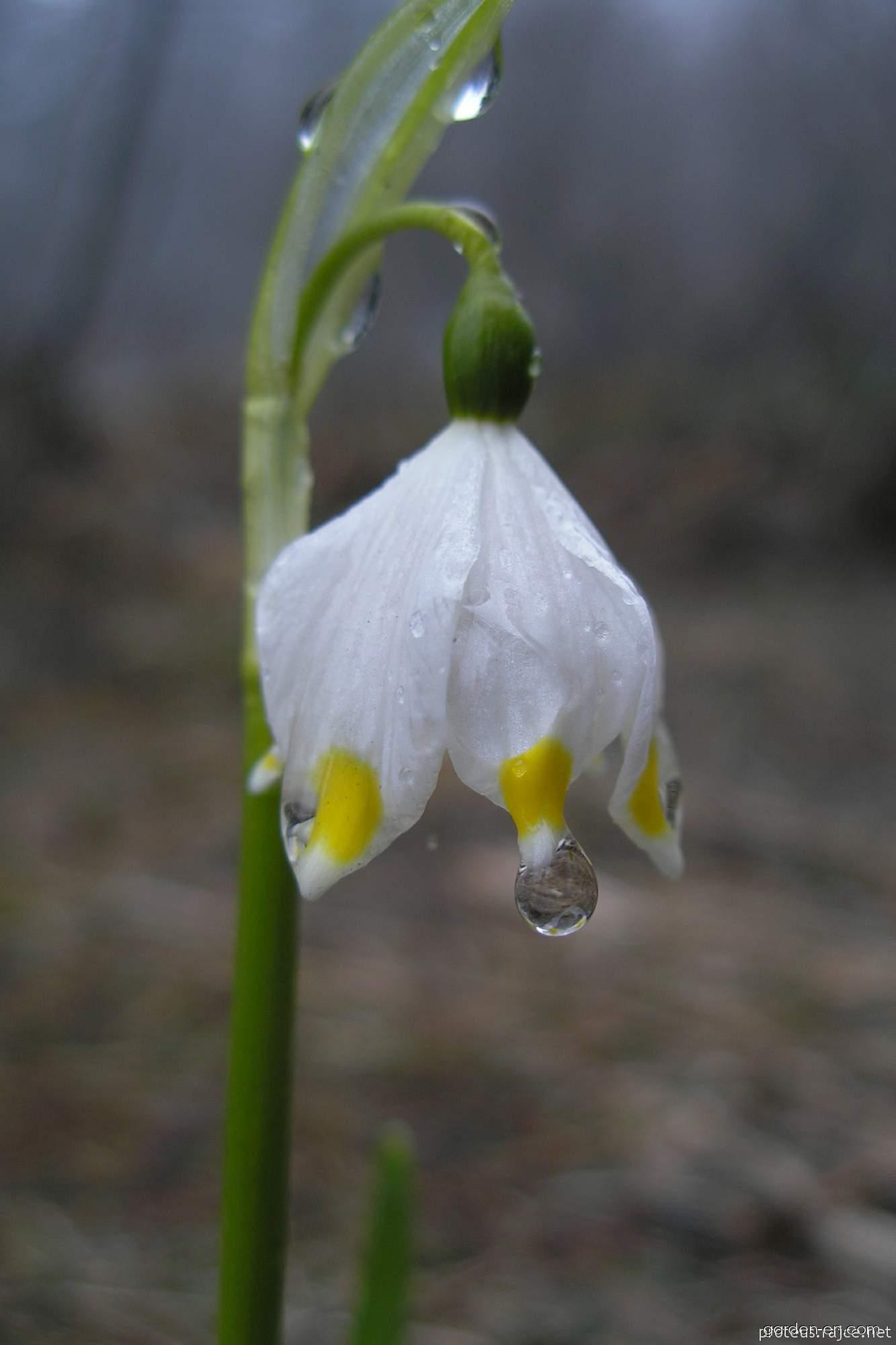 Leucojum vernum L. (spring snowflake) Leucojum vernum L. (spring snowflake)