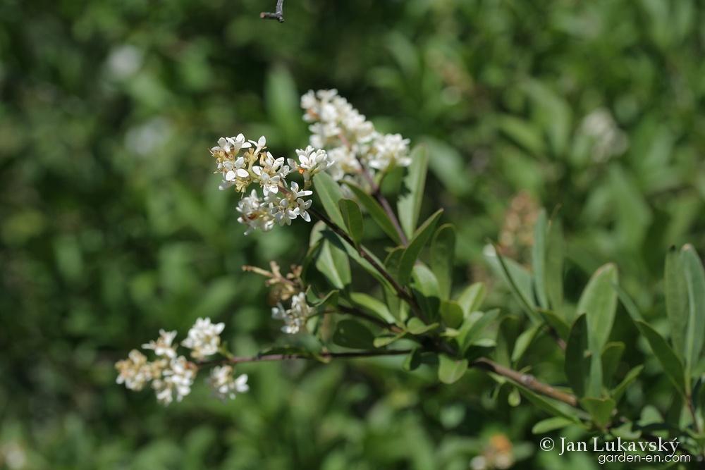 Ligustrum vulgare L. (European privet) Ligustrum vulgare L. (European privet)