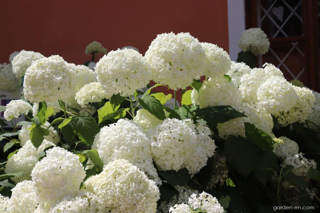 Hydrangea arborescens L. (Smooth Hydrangea) Hydrangea arborescens L. (Smooth Hydrangea)