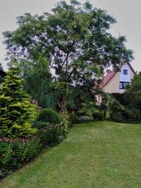 Jerlín japonský (Sophora japonica)