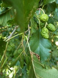 Olše lepkavá - plod a jehnědy (Alnus glutinosa)