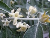 Hlošina úzkolistá (Elaeagnus angustifolia)