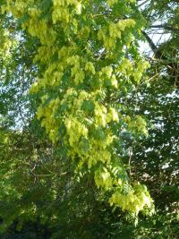 Pajasan žláznatý (Ailanthus altissima)