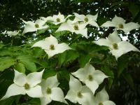 Svída japonská (Cornus kousa)