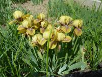 Kosatec nízký (Iris pumila)