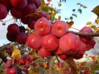 Jabloň okrasná (Malus)