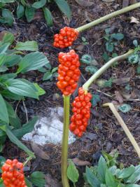 Árón italský (Arum italicum)