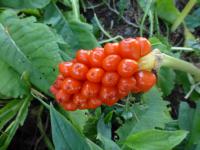 Árón italský (Arum italicum)