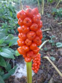 Árón italský (Arum italicum)