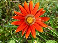 Gazánie zářivá (Gazania rigens)