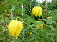 Plamének východní 'Cory' (Clematis orientalis)