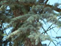 Cedr atlaský - detail (Cedrus atlantica)