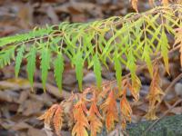 Škumpa orobincová (Rhus typhina Laciniata)