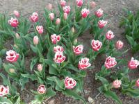 Tulipán 'Canasta' - Třepenité tulipány (Tulipa)