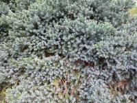 Jalovec šupinatý 'Blue Star' (Juniperus squamata)