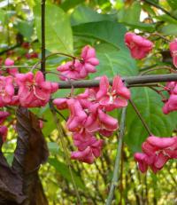 Brslen evropský (Euonymus europaeus)