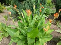 Dosna 'Lucifer' (Canna indica)