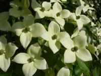 Svída japonská 'China Girl' (Cornus kousa)