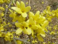 Forsythia japonica saxatilis Forsythia japonica flowers Forsythia japonica saxatilis Forsythia japonica flowers